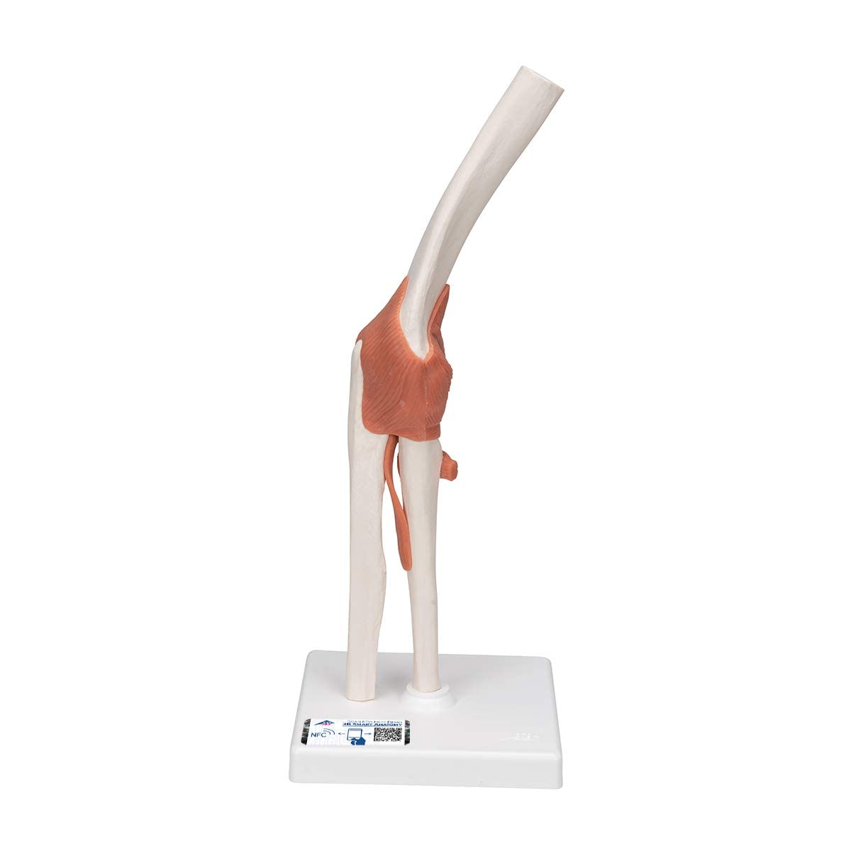3B Scientific A83 Functional Elbow Joint + Free Anatomy App - 3B Smart Anatomy