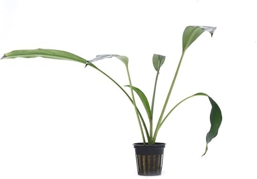 Miniatura 7 de SubstrateSource Bucephalandra Red Scorpio - Planta de acuario viva, decoración natural de pecera de agua dulce, decoración acuática, planta (10-15