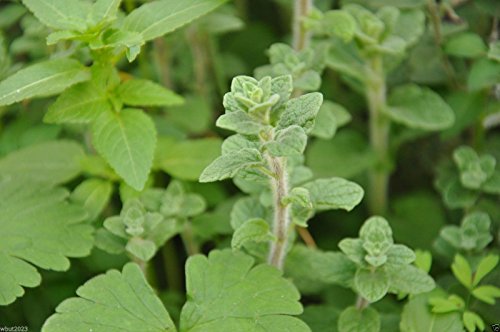 Za'atar, Zaatar Plant Seeds,(100 Seed) Bible Hyssop,Syrian Oregano -Ez To Grow