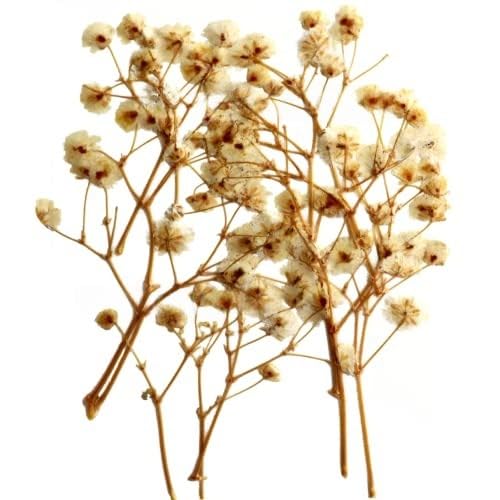 YellowCult Natural Real Dried & Pressed Baby Breaths Flowers for Art Craft - Multicolor for Soap, Candle, Scrapbooking, DIY, Resin Jewelry, Pendant - Baby Breaths Flowers [Luxury White]