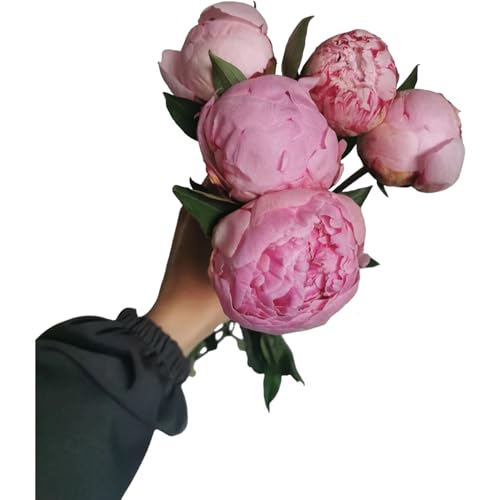 5 Stems Peony-Sarah Pink Fresh Cut Flowers Hydroponic Flower Gifts for Mother\'s Day Birthdays Anniversaries and Love