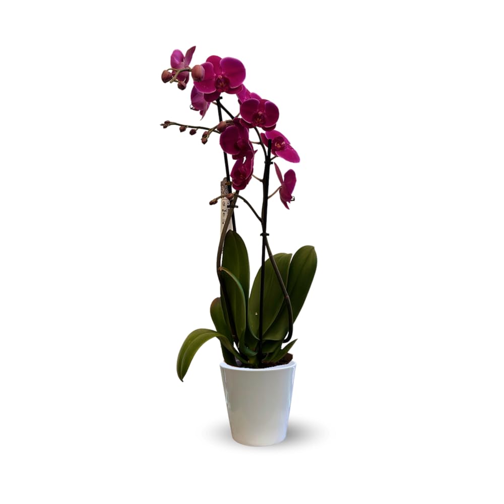 Attitude Jardin - Orchidée fuchsia - double branche - phalaenopsis - 60-70 cm - ⌀ 12 cm - cache pot en céramique blanc