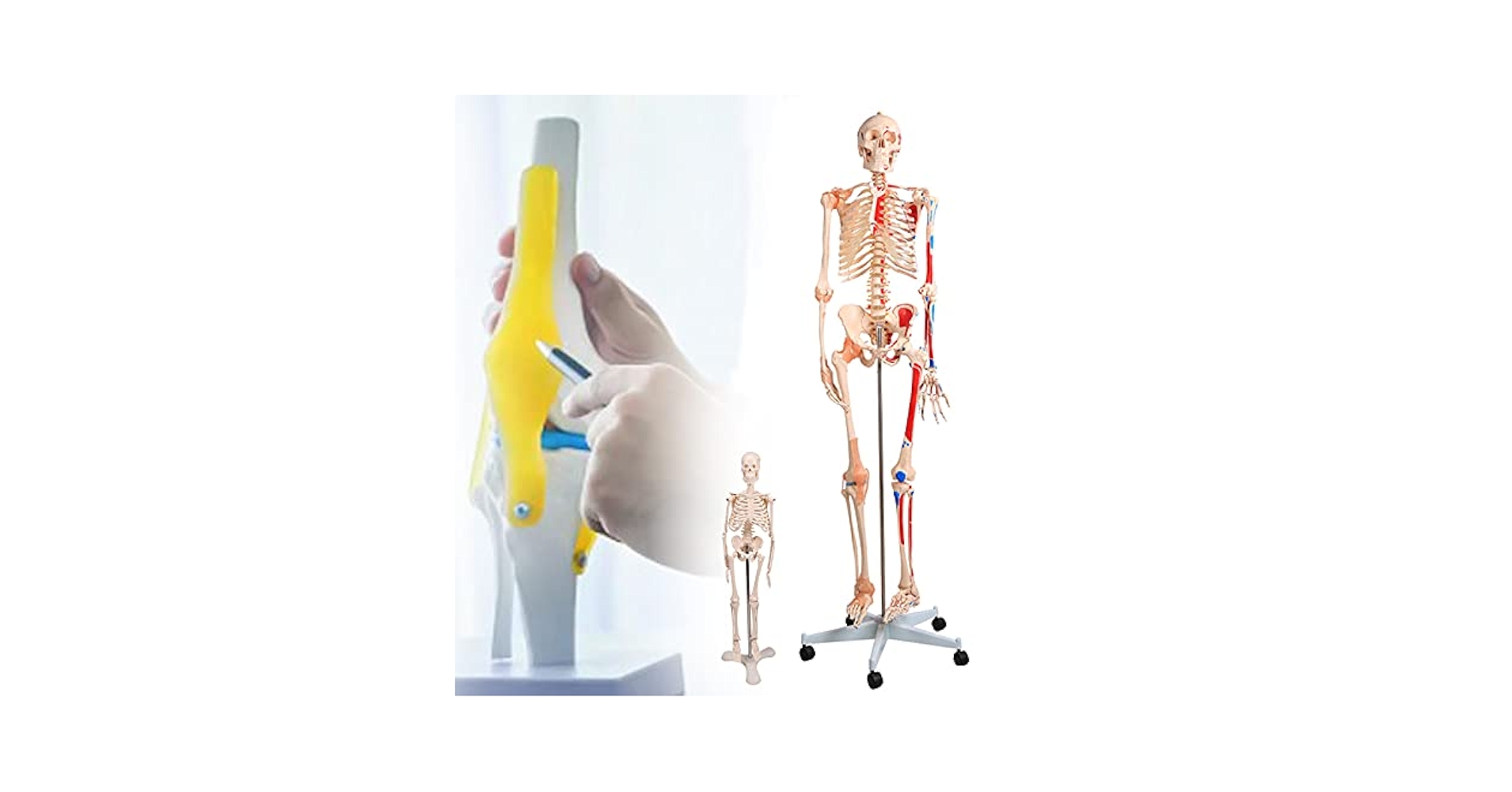 人体骨格模型 等身大180㎝ Amazon.co.jp: 骨格標本 等身大 180cm/85cm 骨格模型キット 人体