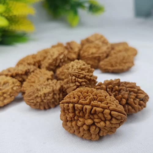 Image of Vado Certified 2 Mukhi Rudraksha with Authentic Lab Certificate Genuine oval shape Indian Natural Beads (2 Mukhi)