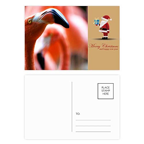 Cartes postales flamant rose sauvage lot de 20 illustrations nature Terrestrial Organism