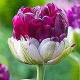  10 Piezas Bulbos De Tulipanes Helados Tulipanes Pétalos Superpuestos Multicolores Forma única Aroma Llamativo Paisaje Atractivo Ramo De Jardín Flores Cortadas