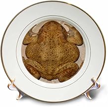 3dRose Overhead Photograph Of A Bufo Bufo Toad 8 inch Porcelain Plate
