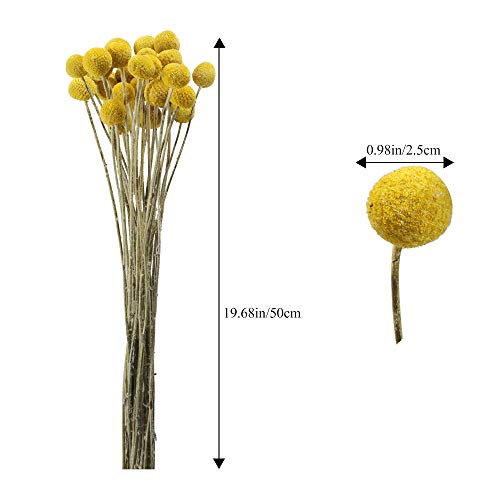 Huaesin 30Pcs Natural Dried Flowers Craspedia Billy Balls Flowers Dried Billy Buttons Floral Bouquet For Arrangements Wedding Home Tall Vase Decor Yellow #TOP6