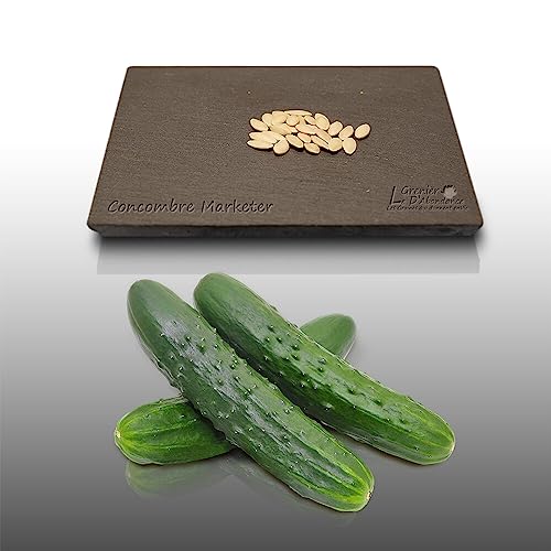 25 graines à semer - Le Grenier d'Abondance - CONCOMBRE Marketer - Cucumis sativus