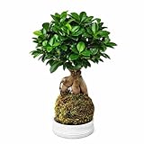 I GIARDINI DI GIULIA - KOKEDAMA BONSAI GINSENG