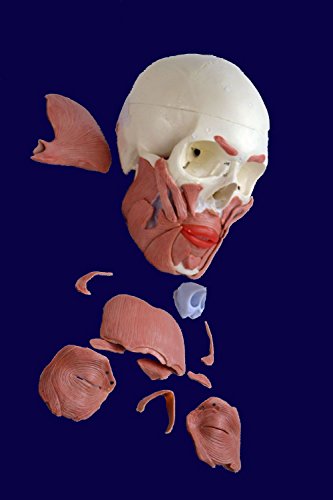 Wellden Medical Anatomical Skull With Facial Musculature Model #TOP5