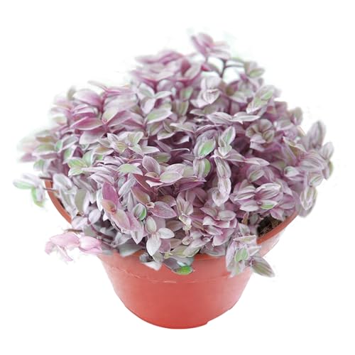 Sprout N Green Rare Succulent Callisia repens 'Pink Lady', 1 Live Succulent Plant Fully Rooted, House Plant for Indoor Outdoor Home Office Wedding Decoration DIY Project Party Favor