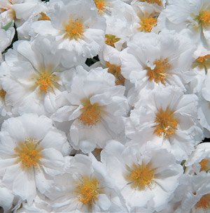 Portulaca Sundial White 2,000 Seeds