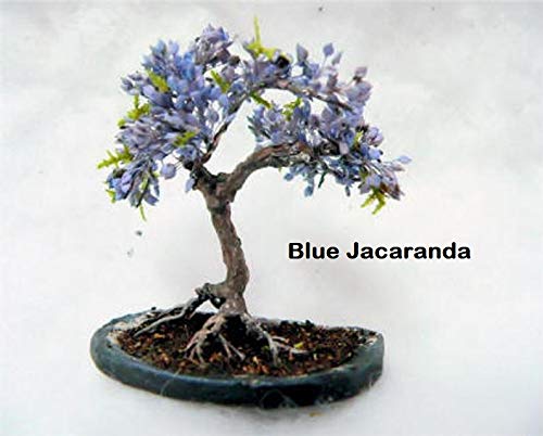 Flowering Bonsai Tree Seeds Bundle - 3 Types, All Flowering Tree Seeds, Vibrant Colors - Chinese Wisteria, Judas Tree, Blue Jacaranda #TOP3