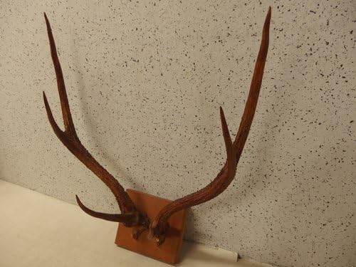 【美品】鹿の角　置物　エゾシカ　オブジェ 鹿の角 皿立 置物 オブジェ インテリア 幅40.5cm 札幌市 厚別区