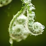 Wednesday Nature Acoustic Jazz + Nordic Ambient