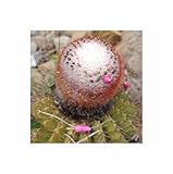 melocactus peruvianus Informazioni importanti: attribuiamo grande importanza alla qualità e all'elevato tasso di germinazione dei nostri prodotti, motivo per cui evitiamo lunghi periodi di conservazione.