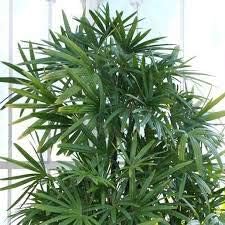 Rhapis Lady Palm Plant 20 Seeds Great for Air Purification