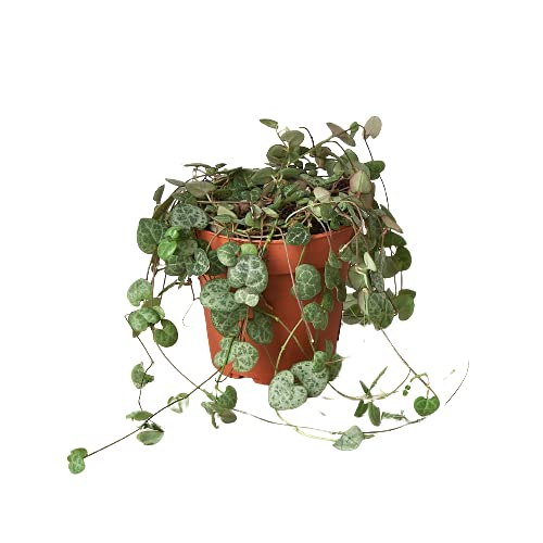 House Plant Shop | Succulent 'String of Hearts' -