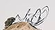 Ornithographies