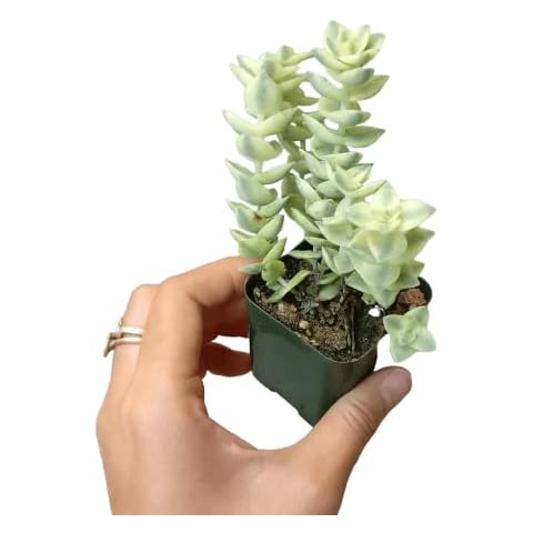 DH7 Enterprise Variegated String of Buttons Crassula (2 inch) | Live Healthy Unique Variegated Succulent for Home Office Decoration Fully Rooted in 2 or 4 inch Size, Green, Yellow, Red Cover