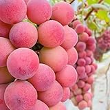 Generic B0GTLJT3Y5 lato 2