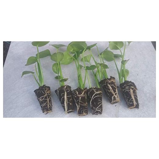 10 Pack Monstera Delicious 'Swiss Cheese Plant' Live Plants Easy to Grow Edible Fruits Tropical Indoor or Outdoor