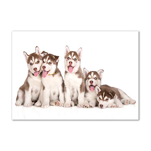 Splashback guard protège-mur en verre trempé motif chiots husky brun 100x70