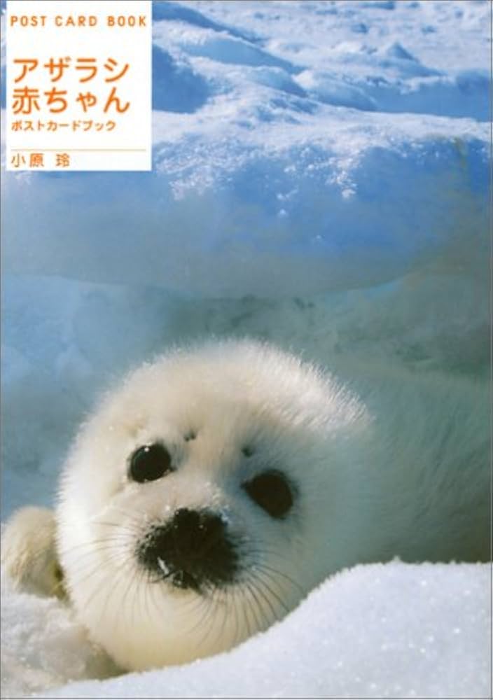 小原 玲さんの「アザラシの本」 流氷の物語: アザラシの赤ちゃん | 小原 玲 |本 | 通販 | Amazon