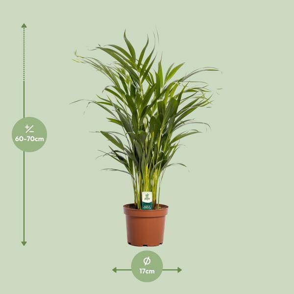 Dypsis Lutescens - Ø 17 cm - 65 cm