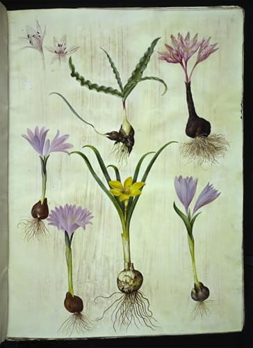 Toile Colchicum Variegatum Hans Simon Holtzbecker Affiche Bulbocodium Vernum 60x90