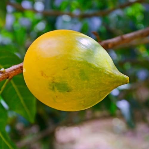 M-Tech Gardens Brazilian Abiu Fruit Plant (Sweet Nipple Abiu, Hybrid) Pouteria caimito Exotic 1 Live Fruit Seedling Plant