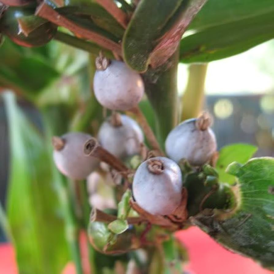 Onam kichik oglini rus tilida jinsiy aloqa qilish uchun vasvasaga solgan Irqlararo porno tube