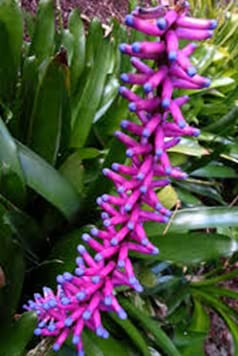See full amazon price history chart for Matchstick Bromeliads Flower Plant 0ne Peace from greEen Earth™ Matchstick Bromeliads Flower Plant 0ne Peace from greEen Earth™ (B0BY9K53B2) Amazon Price History, Amazon Price Tracker