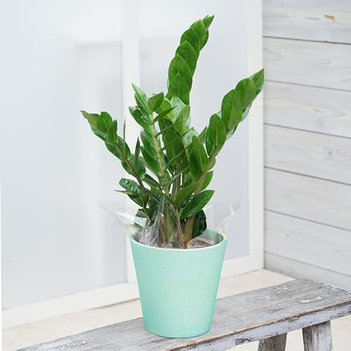 観葉植物 ザミオクルカス」の人気商品一覧 | 安い商品を通販サイトから