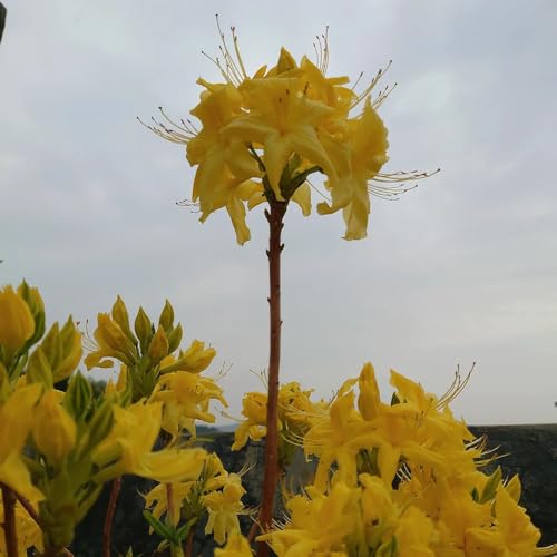 semillas resistentes de rododendro - orgánicas, azalea de interior, para balcón. 15pcs