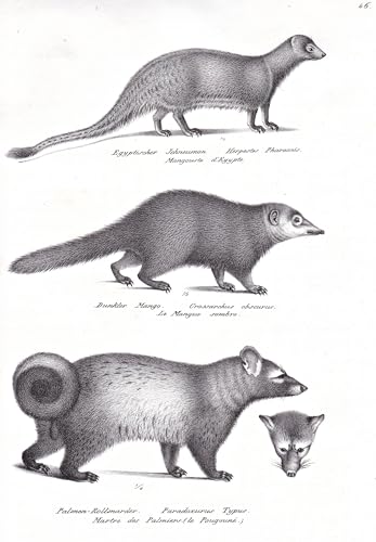 Egyptischer Ichneumon / Dunkler Mango / Palmen-Rollmarder - Marder marten Palmroller Schleichkatzen Viverridae