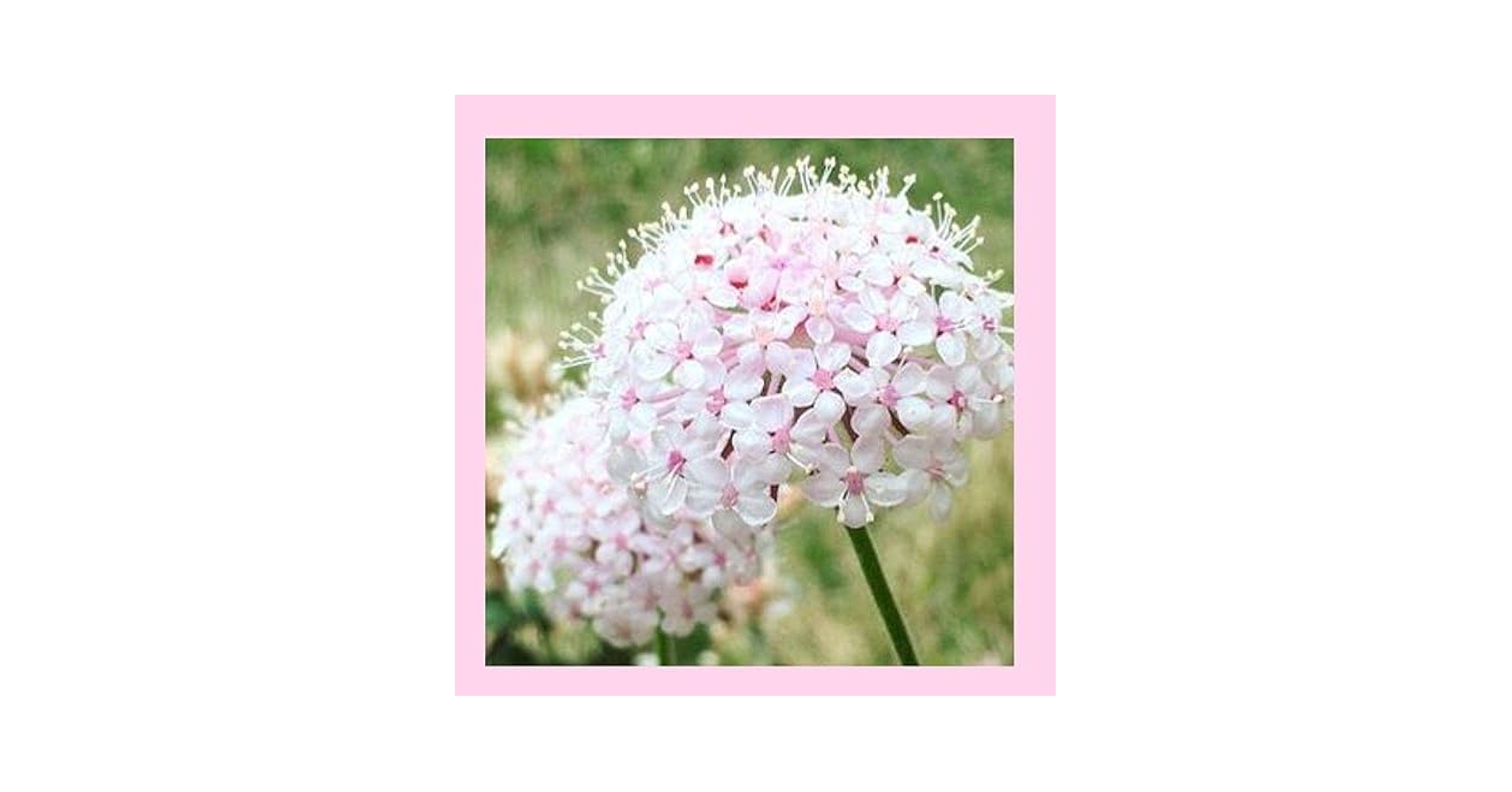 レースフラワーさん様 61TYnPXPHcL._UF350,350_QL50_.jpg
