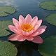 Pinke Seerose für den Gartenteich, Aquarium, Naturteich, mini Teich, Knolle mit Austrieb, Teichrose, Seerose, Nymphaea