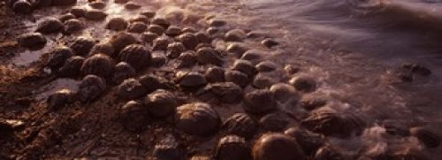 Horseshoe crabs (Limulus polyphemus) spawning Port Mahon Delaware River Delaware USA Poster Print (18 x 7)