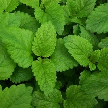 Herb - Balm (Lemon) - 1000 Seeds