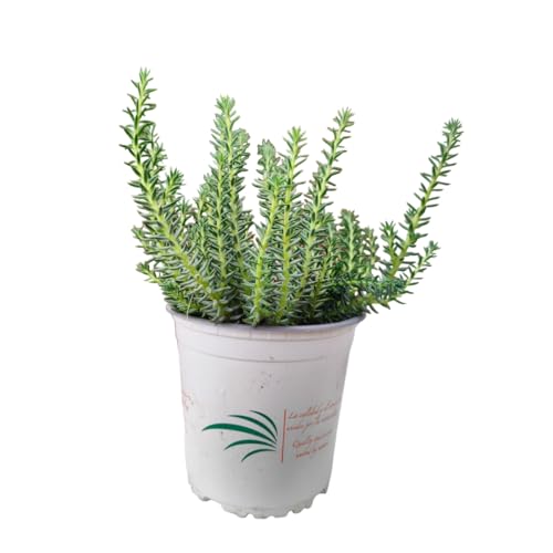 Verdecora Sedum Extra en maceta Ø13cm | Sedum spp. | Siempreviva | Planta Crasa natural de Interior y Exterior | Hojas Suculentas y Resistentes | Ideal para Jardinería y Decoración