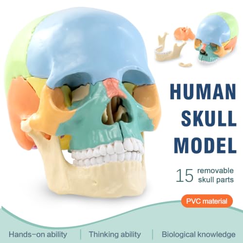 Image of New Anatomy Skull Model 15 Parts Human Color Exploded Skull Detachable | Mini Palm-Sized, Medical Dental Clinic Teaching Equipment, Learning with Color Study Manual