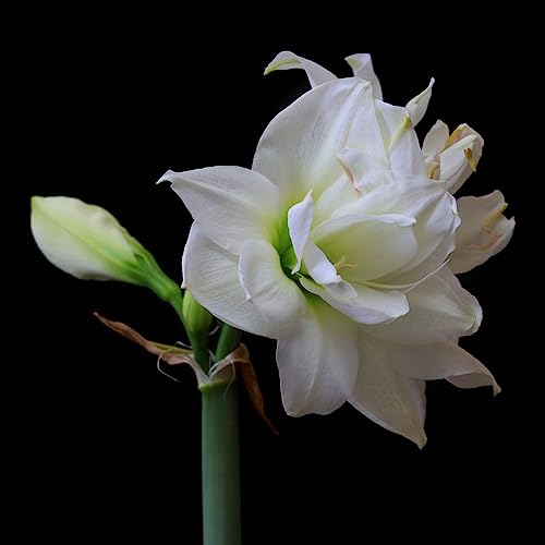 5 pcs amaryllis zwiebel - gartenarbeit blumendeko gartenpflanzen bonzai,Hippeastrum rutilum, dekopflanzen dachbegrünung kleine geschenke zwiebel wildblumen kräutergarten blumenzwiebeln – Bild 3