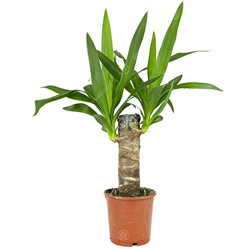 Yucca Elephantipes Spinless Yucca Live Indoor Decorative Houseplant in 12cm Pot