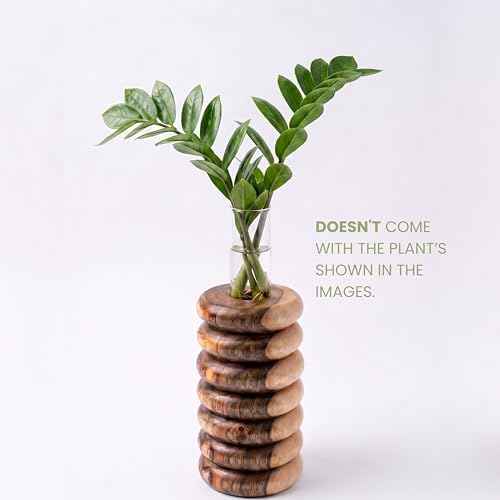 Image of Pilwal's Handcrafted Wooden Flower Vase & Test Tube Planter - Unique Minimalist Wooden Planter for Home 25mm Glass Tube Vase for Plants, Cuttings - Office Desk & Living Room Decor (7 Steps Design)
