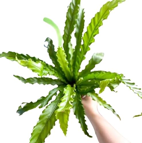 Asplenium Nido de Ave Natural Helecho Exótico para Decoración de Interior