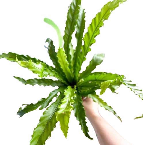 Asplenium Nido de Ave Natural Helecho Exótico para Decoración de Interior