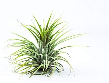 TheSunnyValley Tillandsia Air Plants Collection Indoor House Plant Flower for Gift Present Special Ocassion (Tillandsia Ionantha)