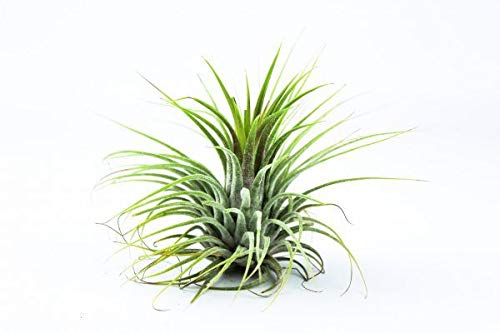 TheSunnyValley Tillandsia Air Plants Collection Indoor House Plant Flower for Gift Present Special Ocassion (Tillandsia Ionantha) TheSunnyValley Tillandsia Air Plants Collection Indoor House Plant Flower for Gift Present Special Ocassion (Tillandsia Ionantha)